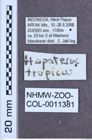 Etikett zu Hapatesus tropicus (Neboiss, 1958)